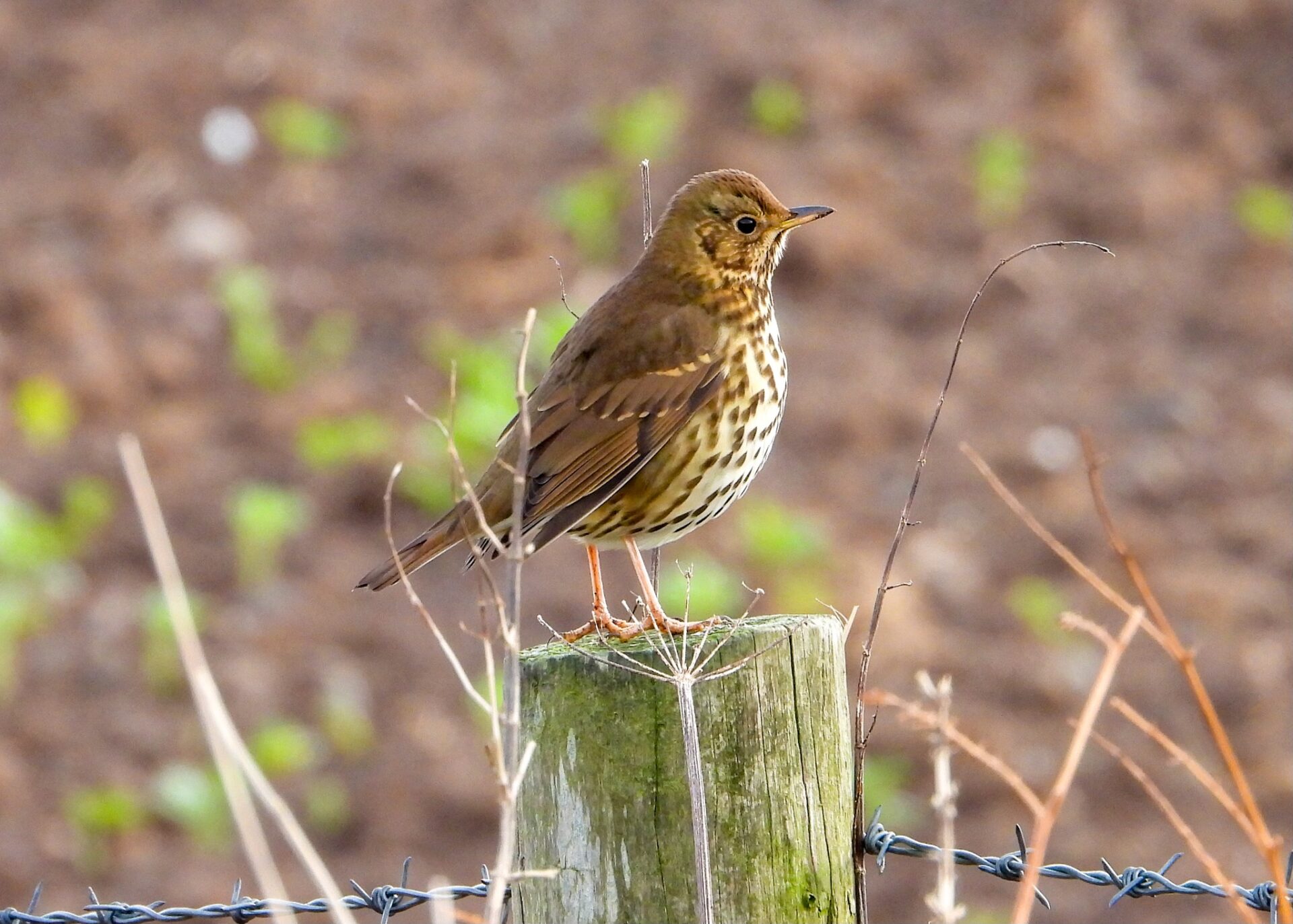 This image has an empty alt attribute; its file name is 2025-January-4-Song-Thrush-at-Ballymacormick-Point-Paul-Hunter-1920x1373.jpg